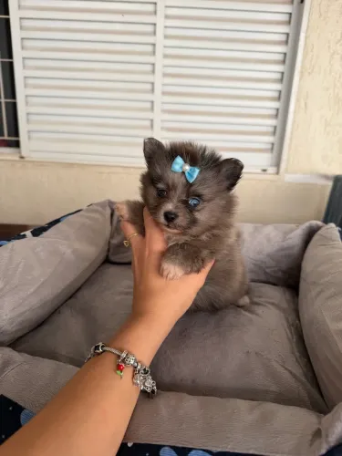 Lulu Pomerania macho blue merle 