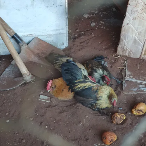 Galinhos garnizés Nagasaki 8 meses 