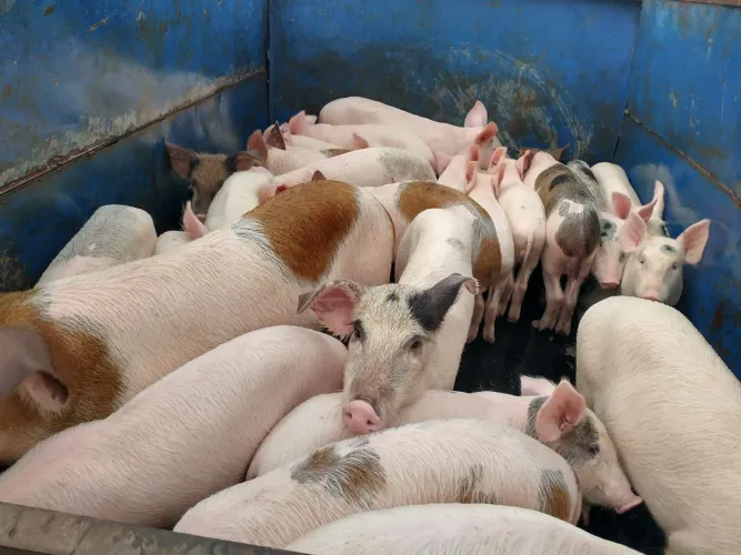 Venda de leitão em Camaçari