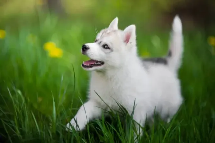 ? Husky | Filhotes Encantadores Para Fazer Parte da Família