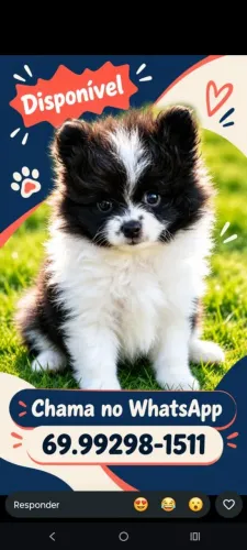 Spitz alemão anão 