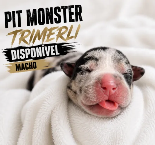 PIT MONSTER TRIMERLE BLECK