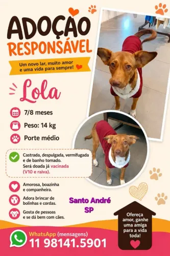 Adoção linda cachorrinha 8 meses Caramelo