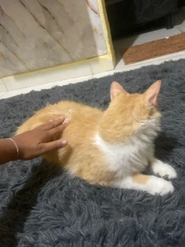 Estou doando essa gata já castrada e já vacinada