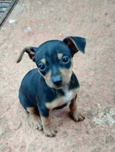 Filhote pinscher 