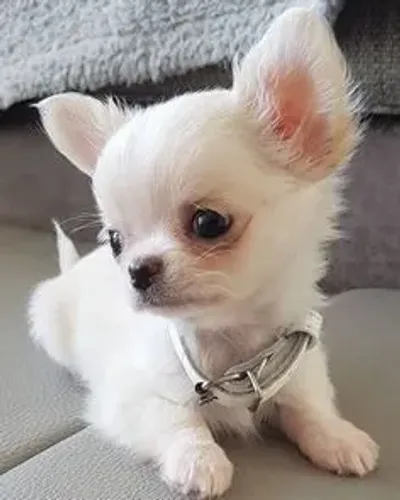 Chihuahua os menorzinhos 