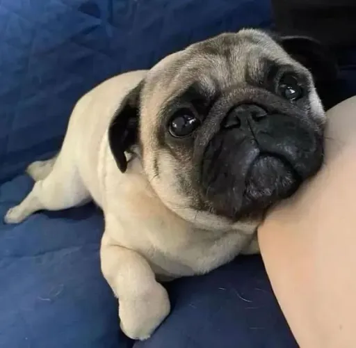 Filhote Pug, Seu novo companheiro de aventuras está pronto para te conhecer!