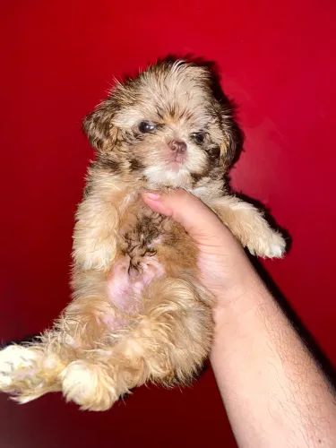 Filhote Shitzu Macho com 40 dias cor chocolate 