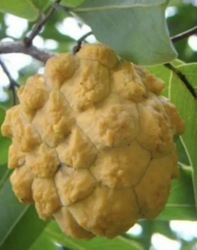 Mudas de araticum nativa