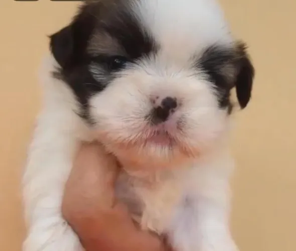 Shih Tzu - amor e companhia em tamanho compacto<br>