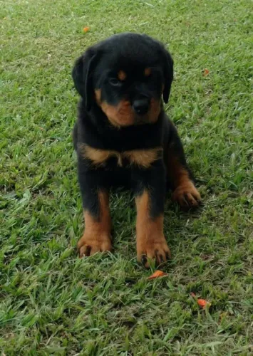 Rottweiler fêmea padrão cabeça de touro com 55 dias vacinado e com pedigree-Alberto