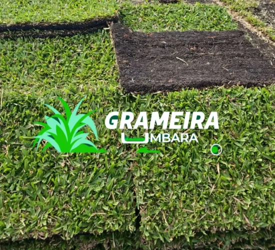 Grama São Carlos De Primeira 