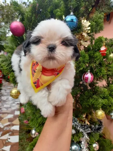 Filhote de Shih Tzu para alegrar sua casa !