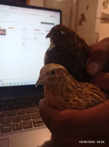 Codorna
