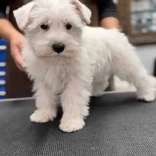 Schnauzer,Schnauzer Filhote Disponível Entrega Facilitada