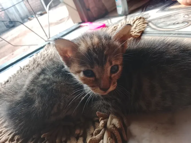 Doação de filhote gatinha