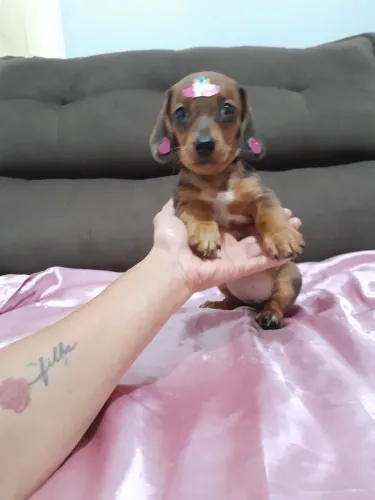 Cofap salsichinha anão minis Vacinadas e vermifugadas  fêmeas 