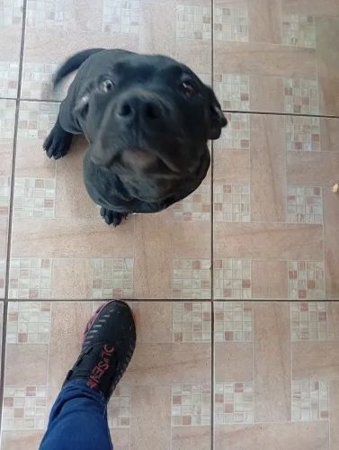 Vende-se ou troca filhotes de American Bully