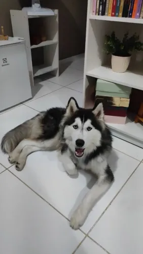 Cachorro HUSKY SIBERIANO