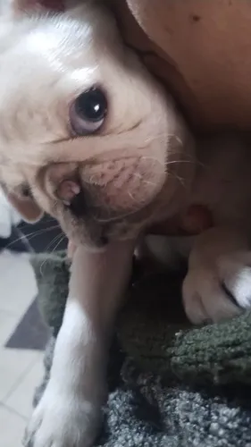 Pug branco albino 