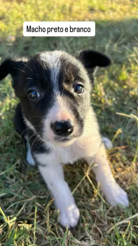 Filhote de border collie