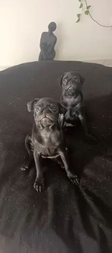PROMOÇÃO FILHOTES PUG