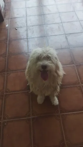 Cachorro Goldendoodle - Raça queridinha das celebridades. 