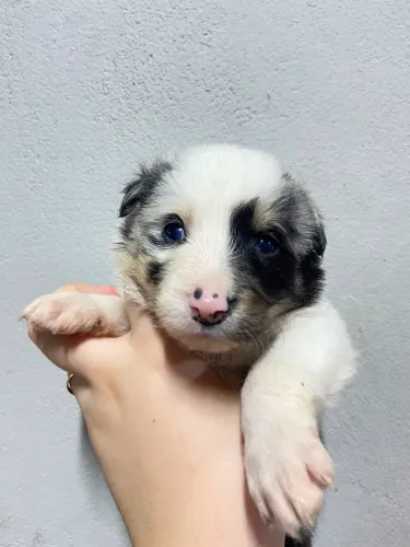 Boder Collie puro fêmea 