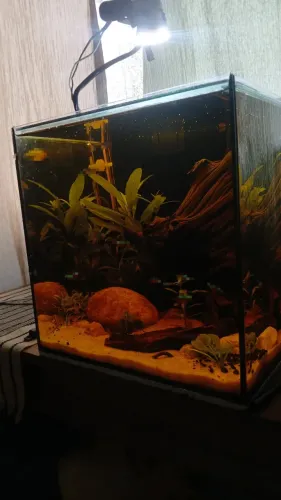 Aquario cubo completo - *troco por viveiro*