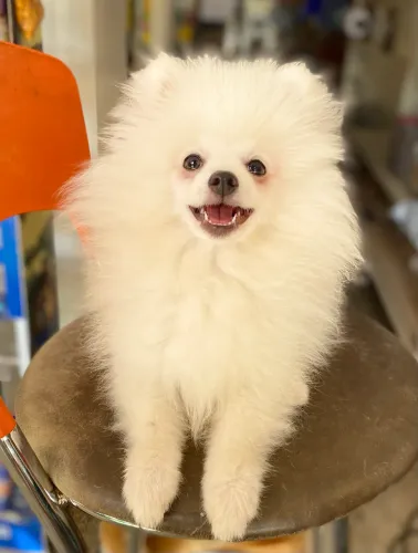 Spitz Alemão Macho Branco | 4 Meses | Lindo e Muito Fofo