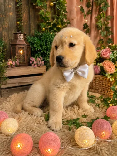 Sua melhor escolha!! Filhotes de golden retriever machos 