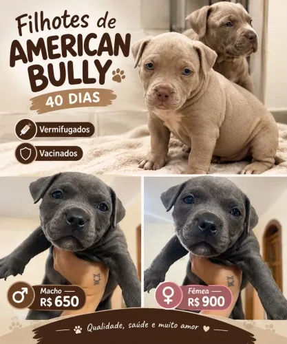 American Bully filhotes