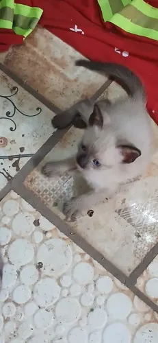 Gatinhos