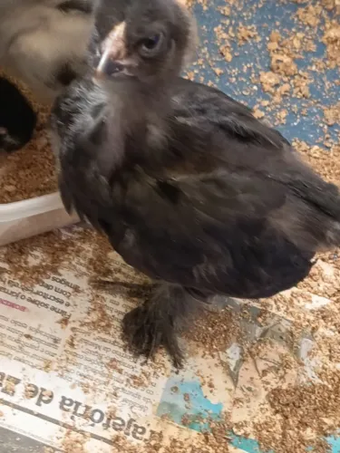 Pintinhos da raça brahma black