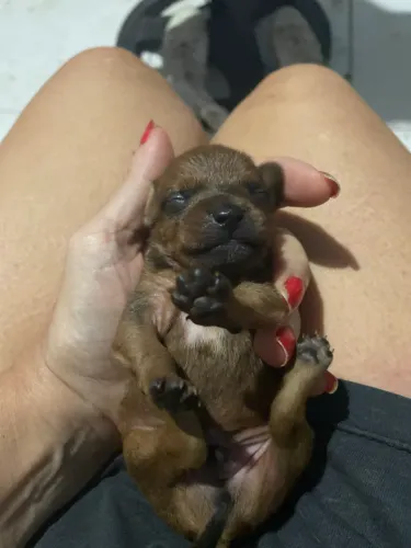 Filhote pinscher macho