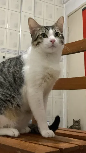 Doação gato macho 