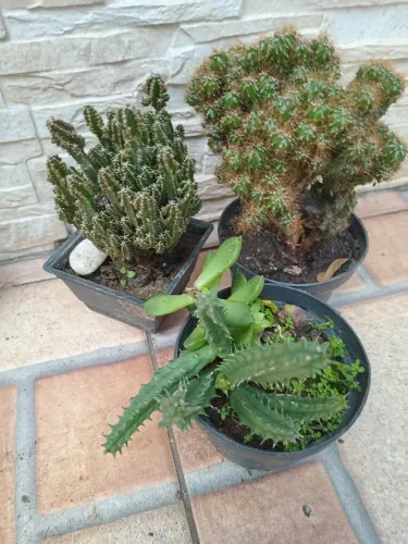 Jardin natural  11 uni 30 reais