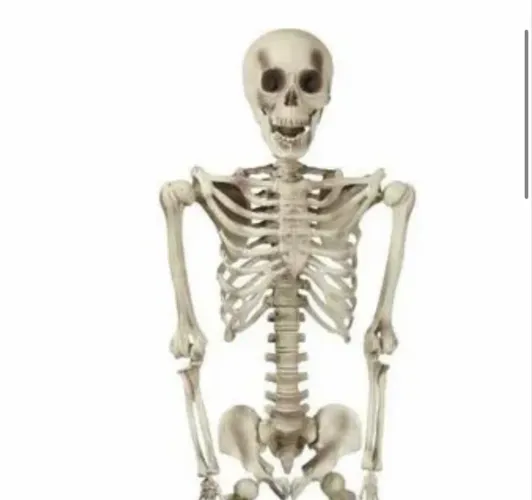 Esqueleto articulado tamanho real - Halloween