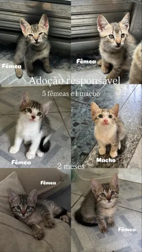 Gatinhos para a doação 