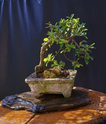 Bonsai acerola Shakkan