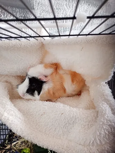 Adoção de animal