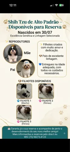 Filhotes de Shitzu para Reservas