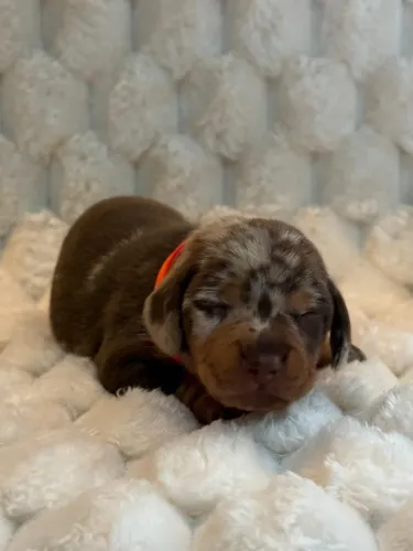 Filhotes de Dachshund Mini