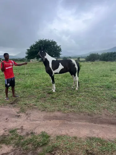 Cavalo mangalarga pampa de preto com registro 