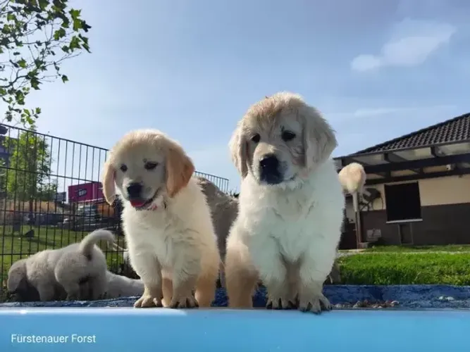Filhotinhos Golden Retriever alegres, dóceis e sociáveis