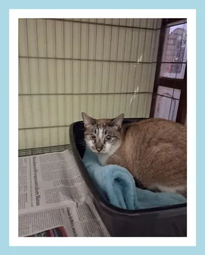 Adoção gatinho castrado, negativo FIV/FELV, leia o texto