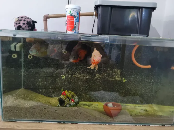 Aquário 200 litros completo