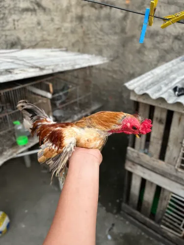 Galo e galinhas garnisé, aceito trocas