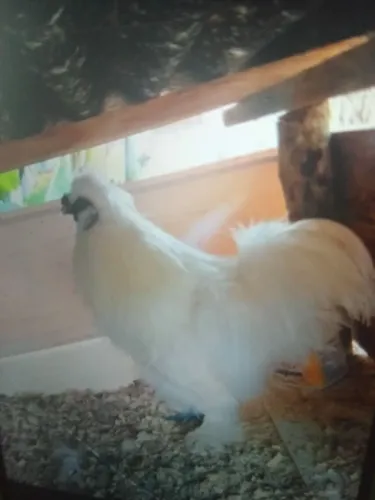 Vendo lindos sedosos  galo  e pintos aparti  de 35 a 100 reais 