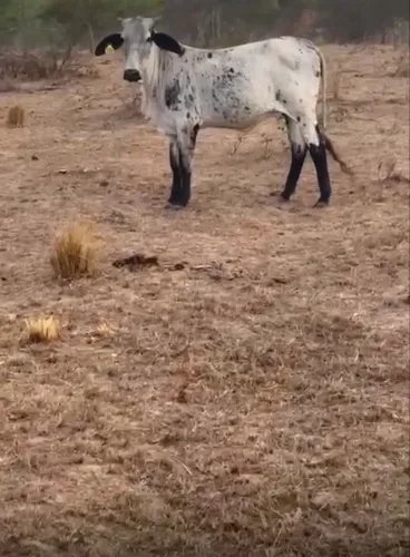 Novilhas inseminadas